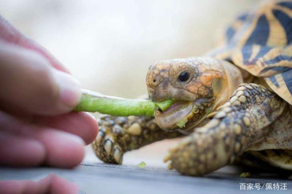 12岁乌龟的饮食量应该是多少？