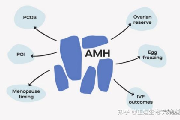 如何在香港使用AMH高效搭建网站？  第1张