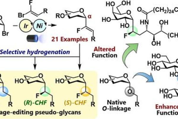 Glycan，它是什么，以及它在生物体中扮演什么角色？