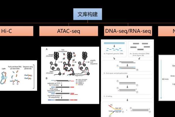 基因密码的解读：从DNA测序到个性化医疗