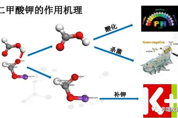 硝酸钾的多面性，它如何在不同领域发挥作用？