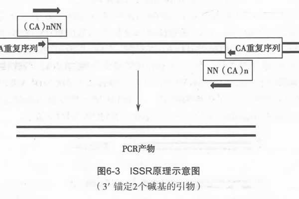 is-is协议基本工作原理（is-is协议配置）