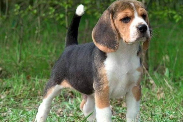 Beagle是什么？探索这一独特犬种的魅力与特性