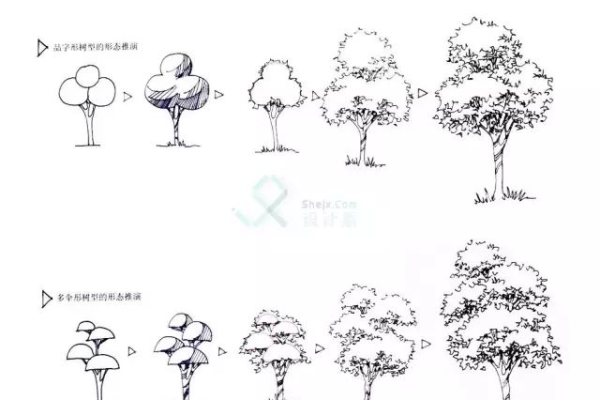 绘制树木的关键要点：实用技巧解析  第1张