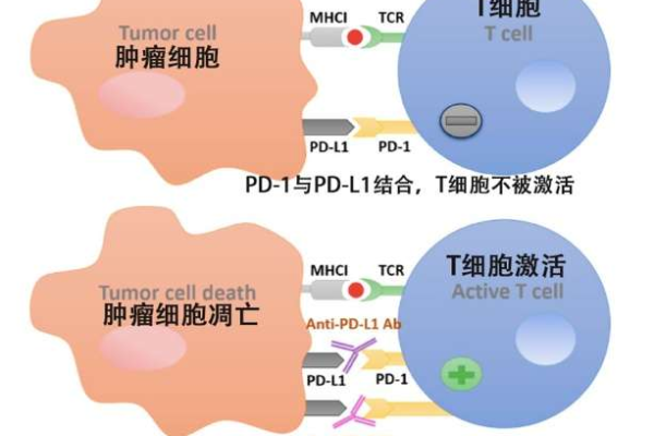 PD究竟指的是什么？  第1张