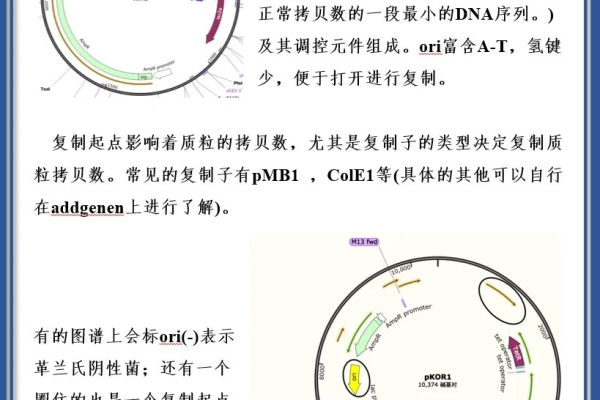 什么是质粒  第1张