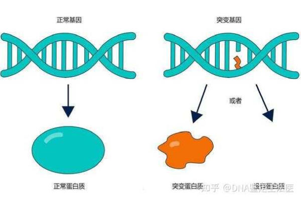 什么是基因突变