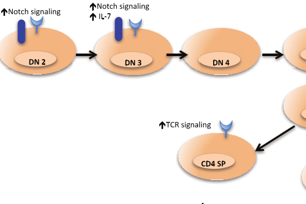 CDNL1与L2节点，它们之间的关系和作用是什么？  第1张