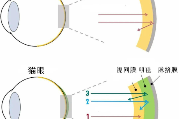 搜索页眼球轨迹有哪些变化  第1张