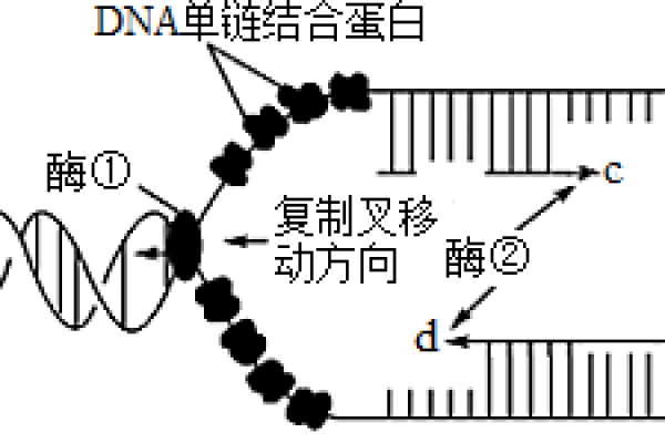 复制叉是什么意思？