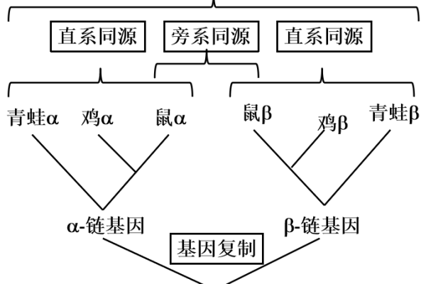 什么是CDS序列，它在生物信息学中有何重要意义？