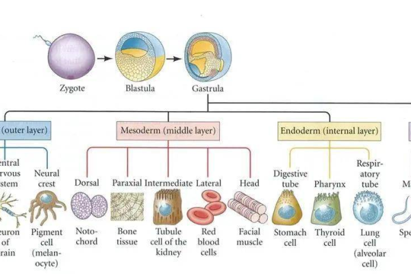 CERNA，探索非编码RNA与mRNA之间的交互作用及其生物学意义