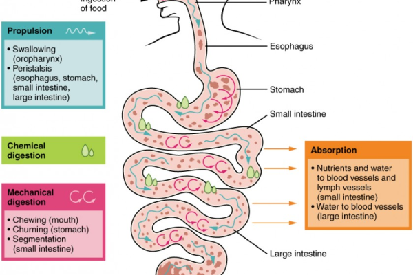 什么是消化器（Digester）？它有什么作用？  第1张