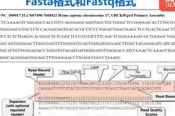 FASTA是什么？它在生物信息学中扮演什么角色？  第1张