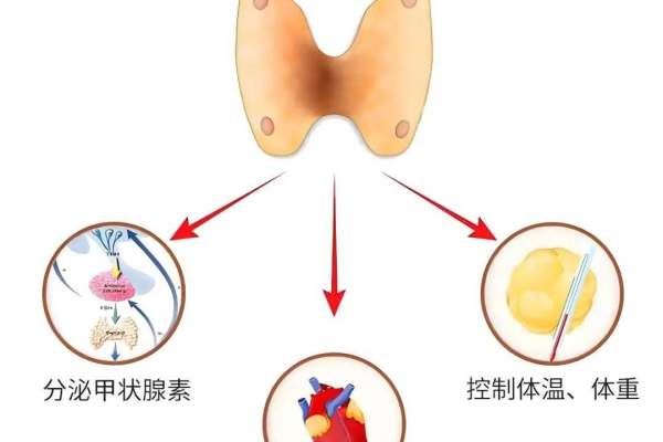 什么是CDN甲状腺？它与甲状腺疾病有何关联？  第2张