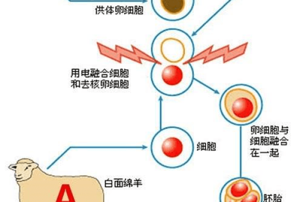 克隆实例时间，探索克隆技术的未来前景与挑战  第2张