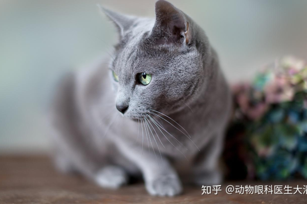 cdn的猫，这是一只怎样的猫？它有什么特别之处？  第2张