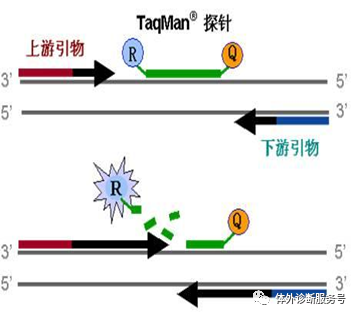 引物RT cDn是什么？它在分子生物学中扮演着怎样的角色？  第1张