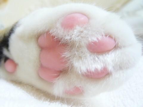 带猫爪符号的网名究竟意味着什么？