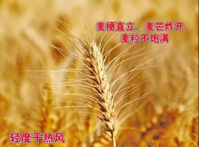 麦序模式开启后，有何区别与变化？  第1张