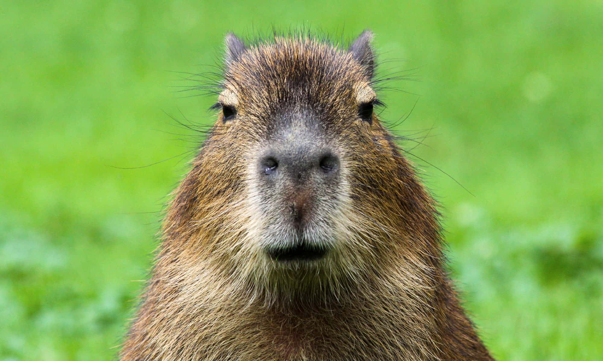 HTML 从capybara的”data  第1张