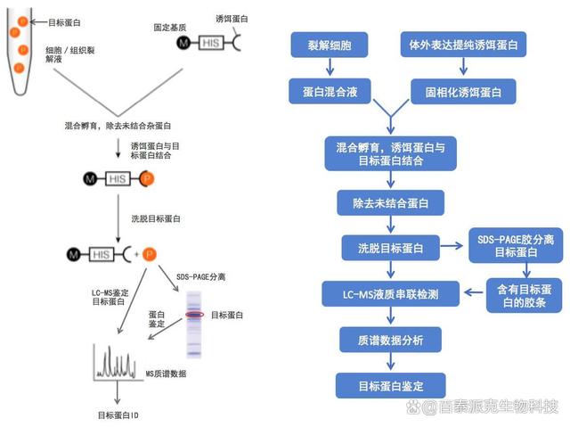 关于CDN角蛋白的疑问解答标题，CDN角蛋白有何作用与功效？  第1张
