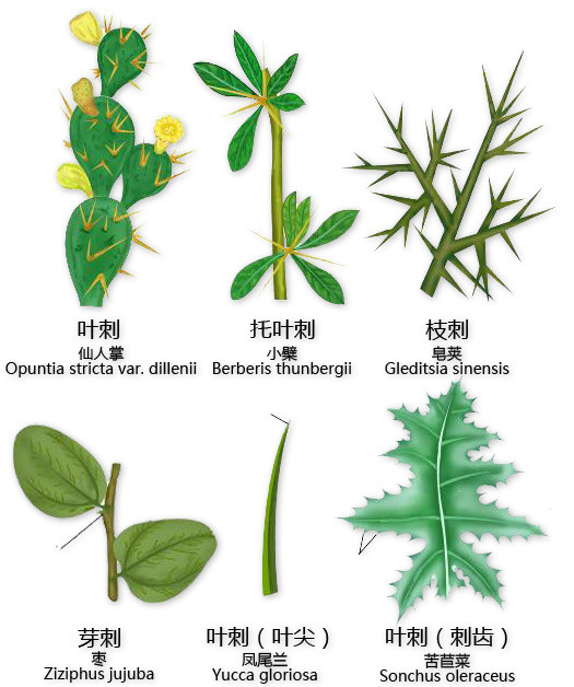 什么的茎叶  第1张