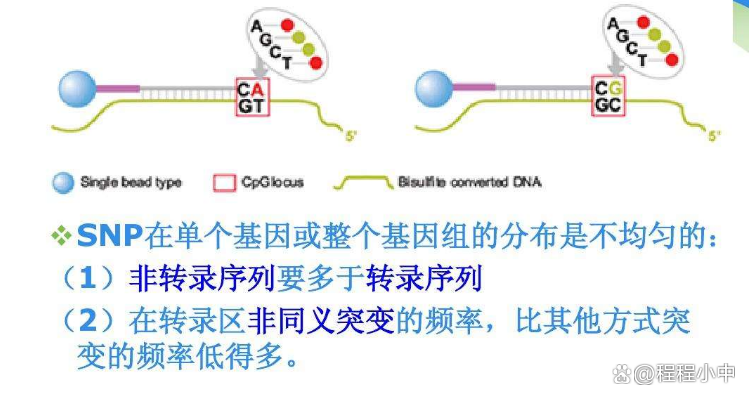 网络中snp是什么意思啊  第1张