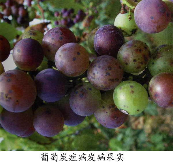 葡萄炭疽病(葡萄炭疽病有救吗？)  第1张