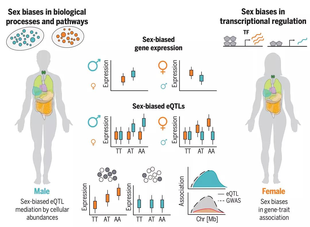 GTEx数据库，如何助力生物医学研究与精准医疗？