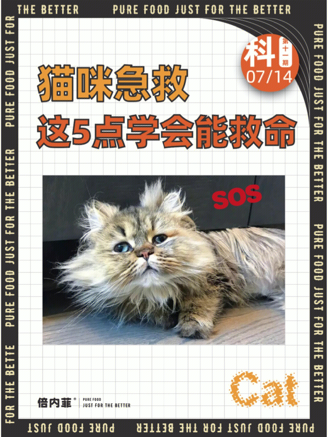 你能命令猫咪吗  第1张