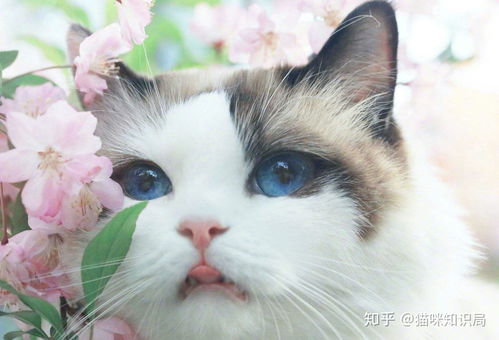 美国短毛猫多少钱一只?2024幼猫价格表,正规猫舍选购指南 第3张 美国短毛猫多少钱一只?2024幼猫价格表,正规猫舍选购指南 第3张