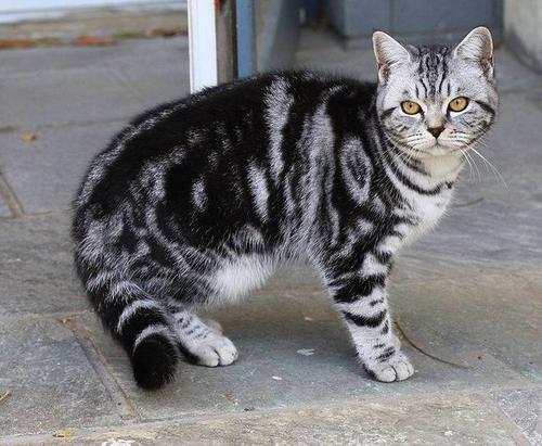 美国短毛猫多少钱一只?2024幼猫价格表,正规猫舍选购指南 第2张 美国短毛猫多少钱一只?2024幼猫价格表,正规猫舍选购指南 第2张