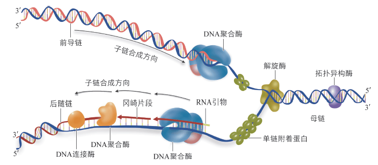 DNA长度短于CDN,这个现象真的和副链的位置有关吗? 第2张 DNA长度短于CDN,这个现象真的和副链的位置有关吗? 第2张