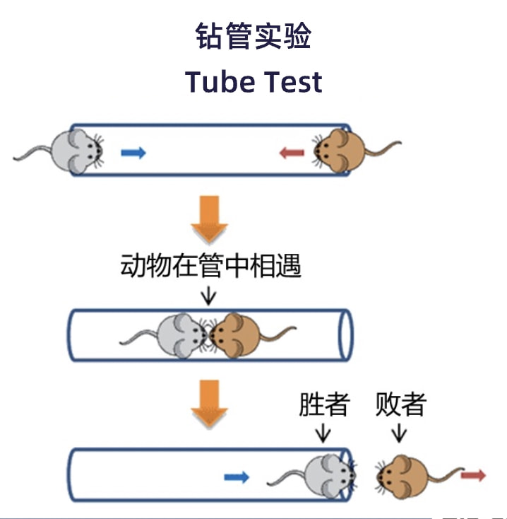 鼠须管配置为何如此关键?探讨其奥秘与优化方案。 第3张 鼠须管配置为何如此关键?探讨其奥秘与优化方案。 第3张