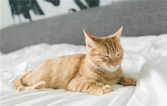 宽带猫发热怎么办？猫发热原因及解决方法
