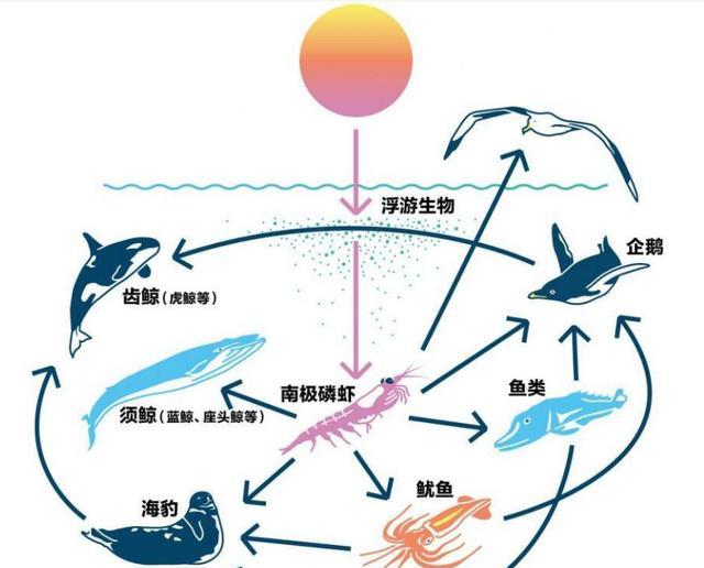 如何科学配置海水，实现海洋生物生态平衡？ 第1张