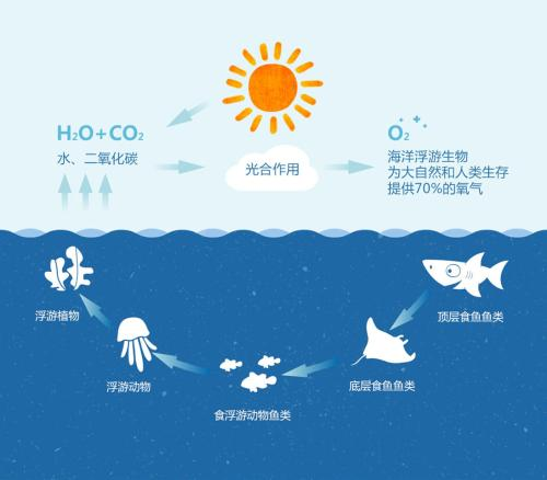 如何科学配置海水，实现海洋生物生态平衡？ 第2张
