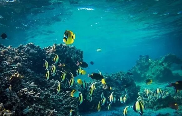 如何科学配置海水，实现海洋生物生态平衡？ 第3张