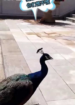 孔雀为何溜进高cdn校图书馆?背后真相令人惊讶! 第3张 孔雀为何溜进高cdn校图书馆?背后真相令人惊讶! 第3张