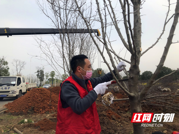 坳上镇刷树防虫主题党日活动为何选刷树方式防虫? 第3张 坳上镇刷树防虫主题党日活动为何选刷树方式防虫? 第3张