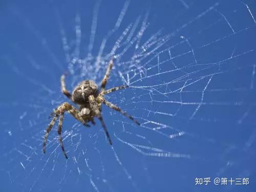 光年蜘蛛日志分析教程,为什么蜘蛛不抓取? 第2张 光年蜘蛛日志分析教程,为什么蜘蛛不抓取? 第2张