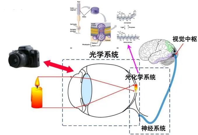 光学图像识别技术原理是什么?光学图像识别技术原理详解 第3张 光学图像识别技术原理是什么?光学图像识别技术原理详解 第3张