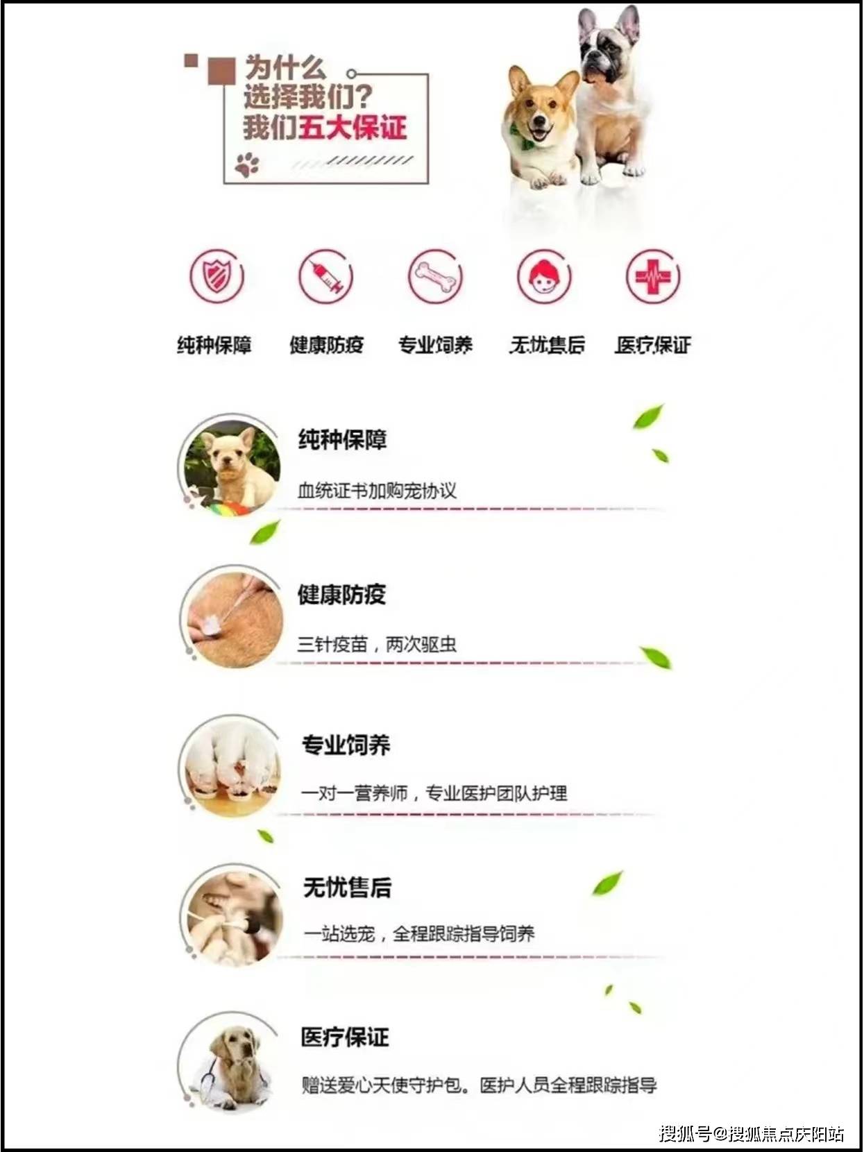 杭州狗狗网络域名怎么样?杭州域名注册哪家好 第2张 杭州狗狗网络域名怎么样?杭州域名注册哪家好 第2张