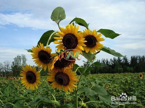 为何向日葵在种植过程中总是无法顺利连接? 第1张 为何向日葵在种植过程中总是无法顺利连接? 第1张