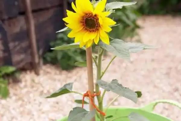 为何向日葵在种植过程中总是无法顺利连接? 第2张 为何向日葵在种植过程中总是无法顺利连接? 第2张