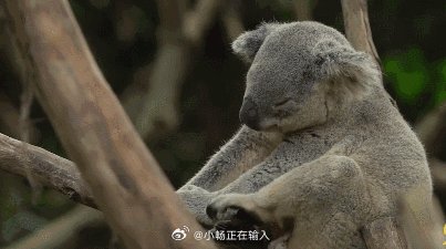 考拉价值及开发设想,考拉有什么开发价值? 第2张 考拉价值及开发设想,考拉有什么开发价值? 第2张