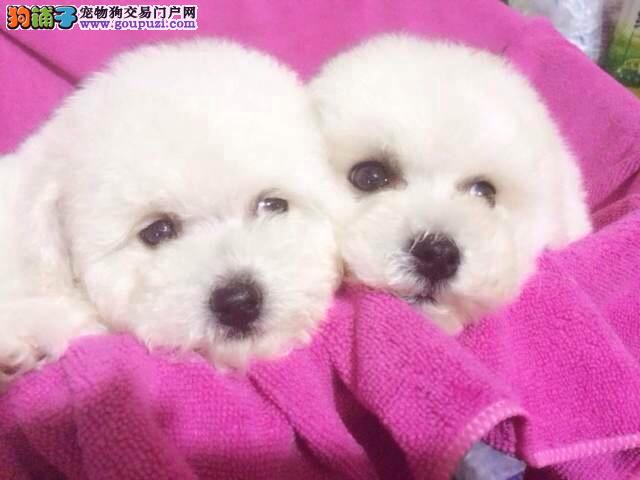济南小程序开发纳比熊，为何在市场上如此受欢迎？