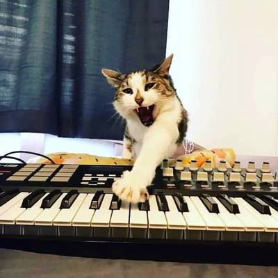 猫爪弹唱登录背后,究竟隐藏着哪些秘密与动机? 第1张 猫爪弹唱登录背后,究竟隐藏着哪些秘密与动机? 第1张