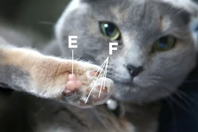 猫爪弹唱登录背后,究竟隐藏着哪些秘密与动机? 第2张 猫爪弹唱登录背后,究竟隐藏着哪些秘密与动机? 第2张